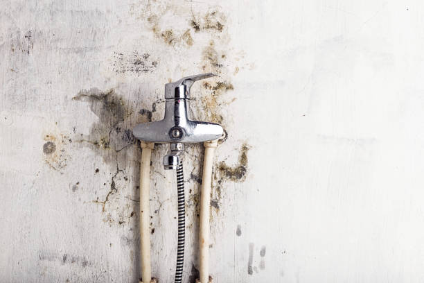 Best Industrial Mold Remediation in Louisville, MS