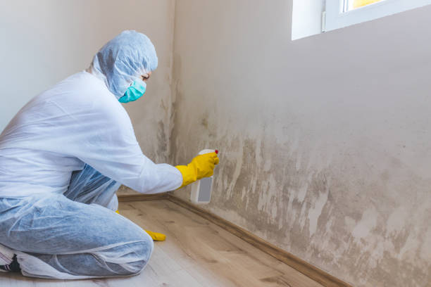 Best Post-Flood Mold Remediation in Louisville, MS
