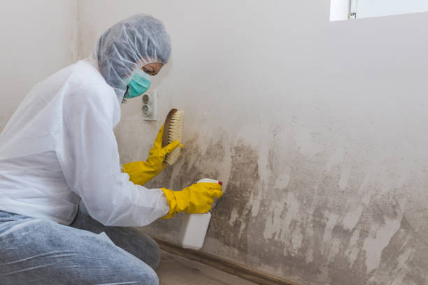  Louisville, MS Mold Removal Pros