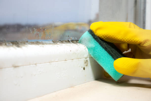Best Basement Mold Remediation in Louisville, MS