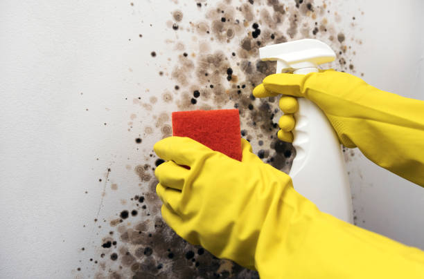 Best Mold Testing and Inspection Services in Louisville, MS