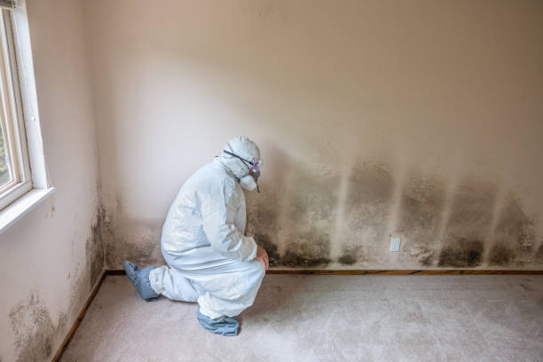 Best Mold Remediation for Schools in Louisville, MS