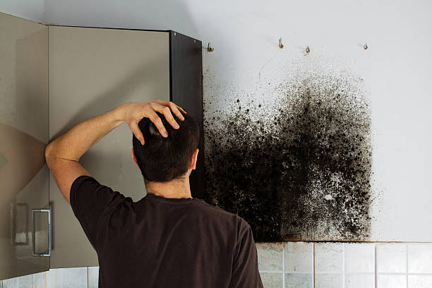 Best Commercial Mold Remediation in Louisville, MS